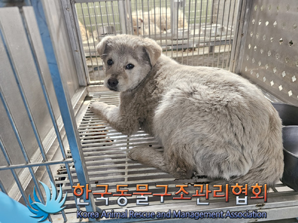 보호중 믹스견의 가…